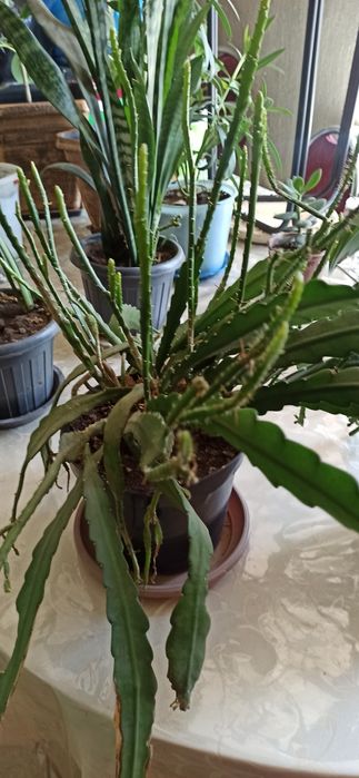 Комнатные  цветы