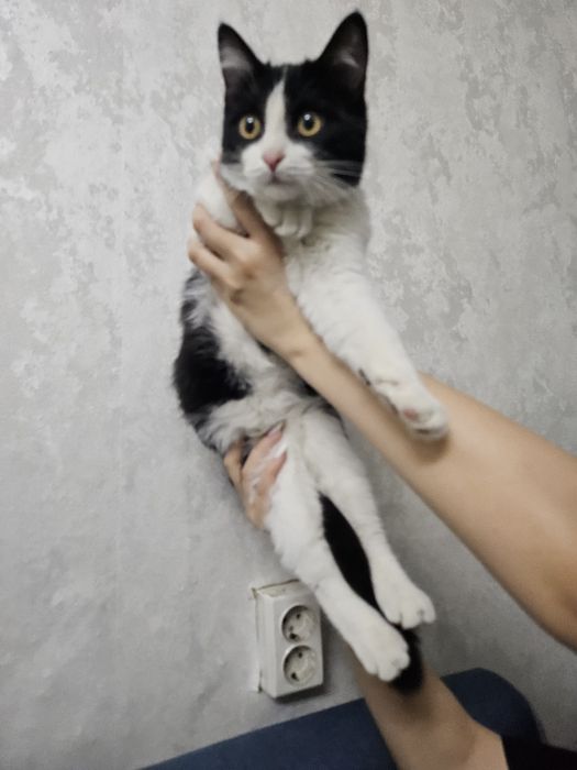 2 котёнка по 3 месяца