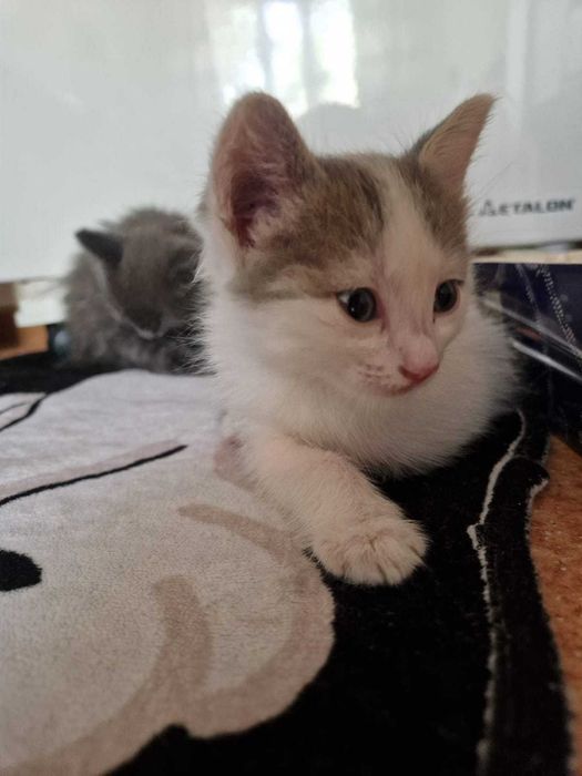 Котята Бесплатно