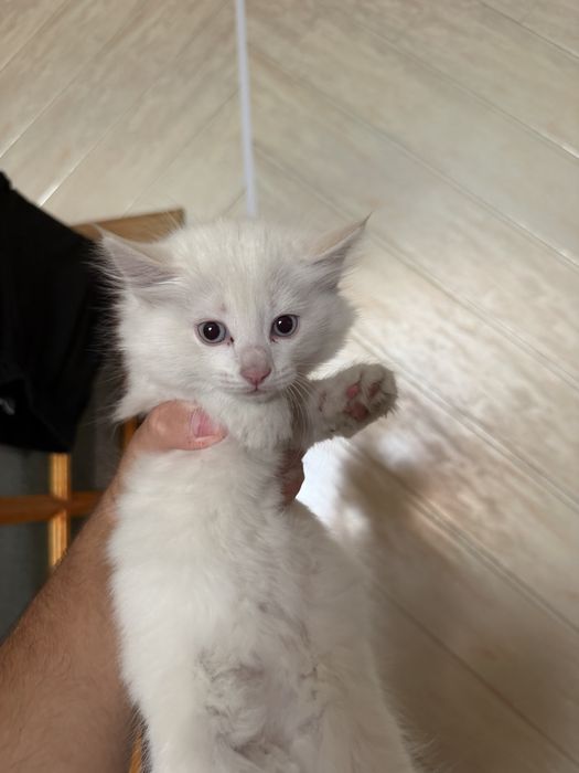 Продам котят породистых