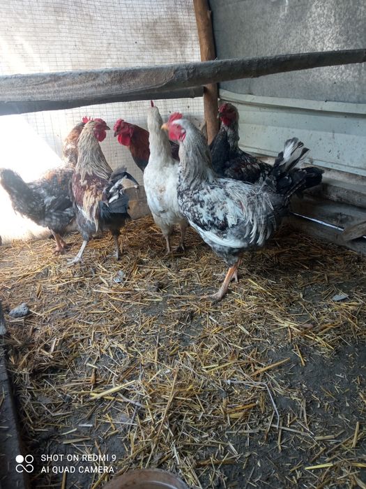 Xoʻrozlar oq qizil xar xil rangli