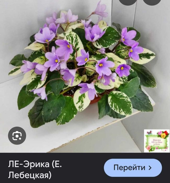 Фиалки 10 сортов.