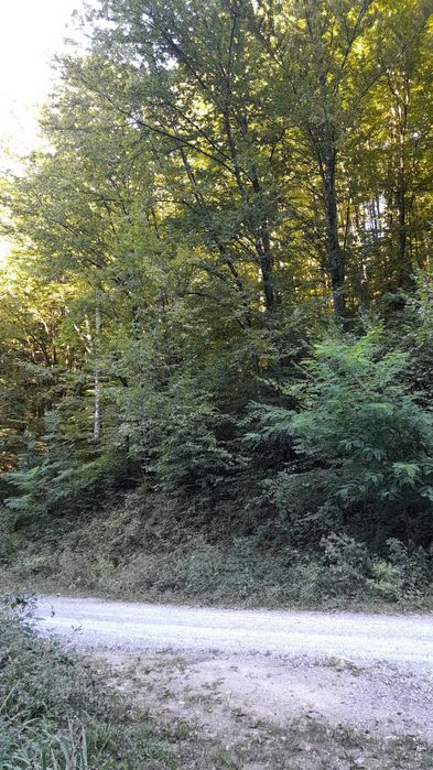 2 PĂDURi 3,3 HA, 1700 m2
