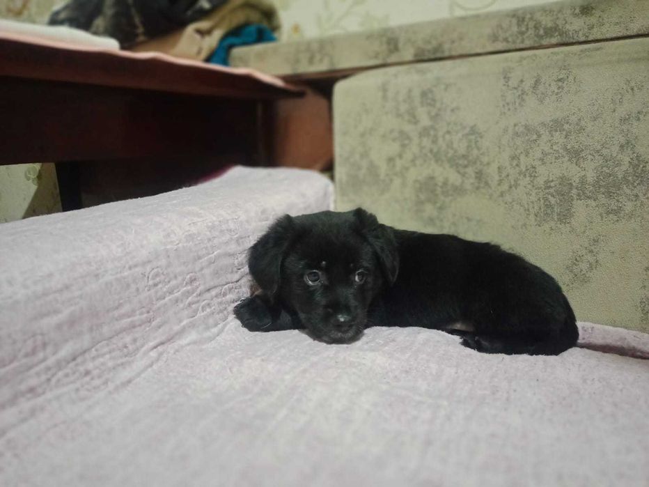 Самые умные и благогородные собакены