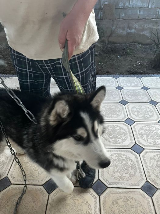 Хаски продам быстро срочно