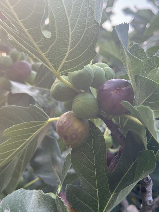 Vand smochine bio, nestopite din gradina proprie
