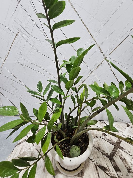 Продаю комнатные цветы.