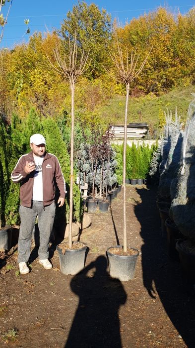 Vindem platan tei mesteacăn catalpa acer platanoides de mai multe dime