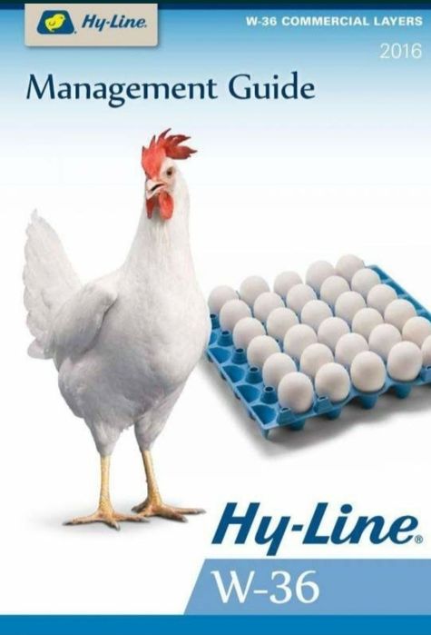 Цыплята 100 % курочки несушки Хай-лайн и Сенди Сертухум Макён жужалари