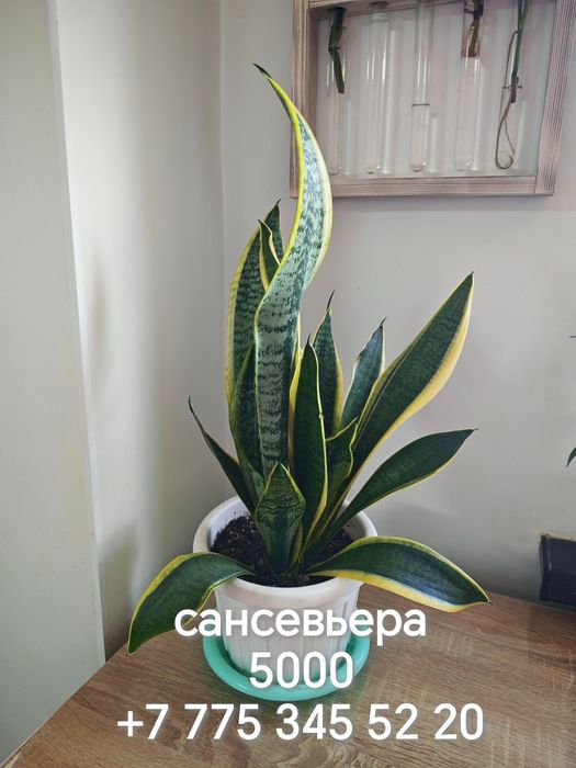 Комнатные растения