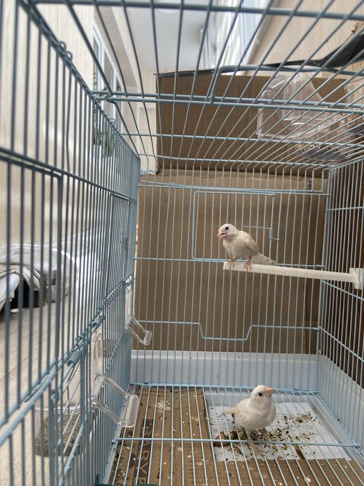 Продам канарейки