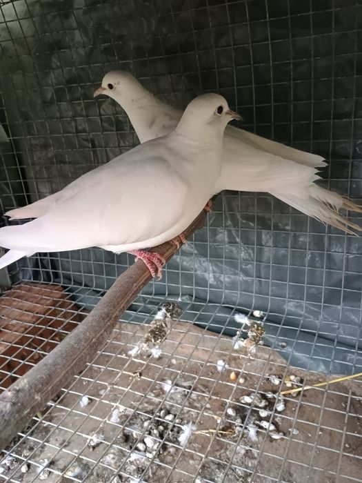 Porumbei Misirlii , voiajori albi și turturele râzătoare