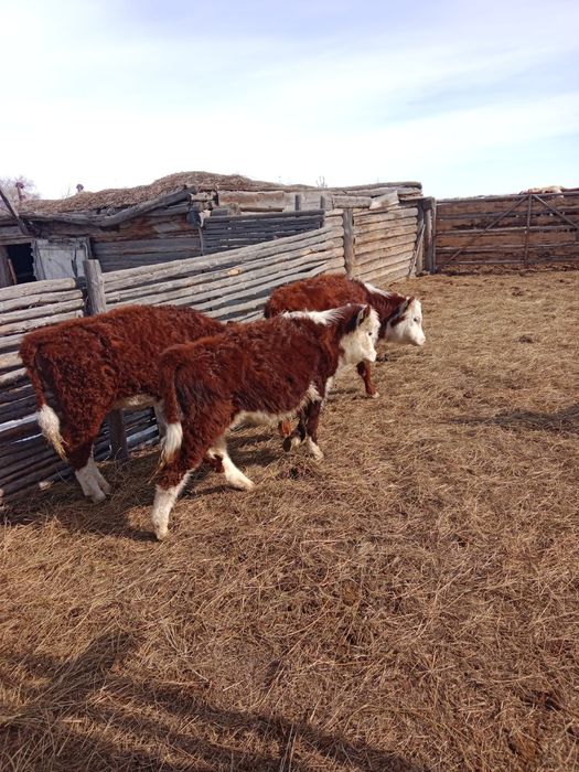 Тёлочки 9-10 месяцев