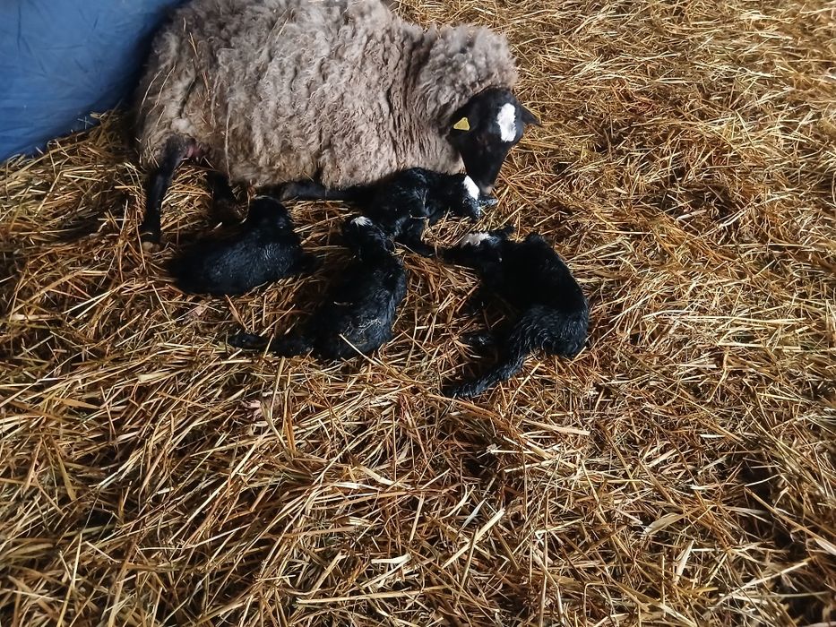 Vând 2 oi romanov una cu 2 miei si una asaf cu mieluta.si una depusa d