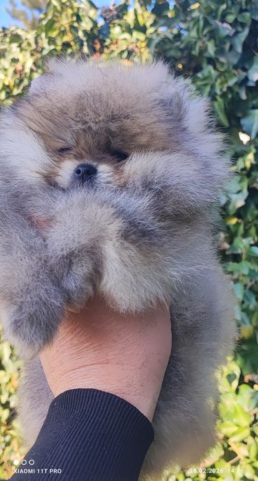 Померан,померанче