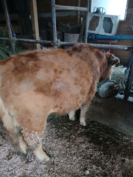 Vând vitel  de rasa