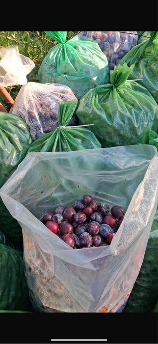 PRUNE ANNA SPATH pentru tuica