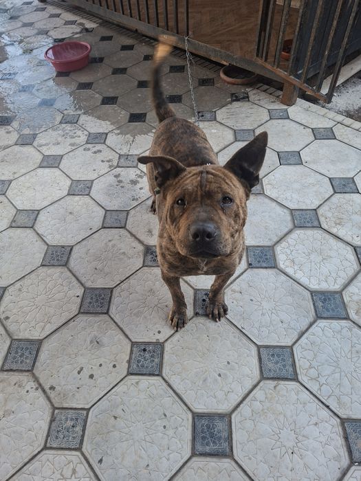 Шейла в дом для охраны