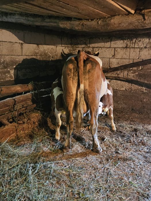 Vaca cu vițel de vanzare