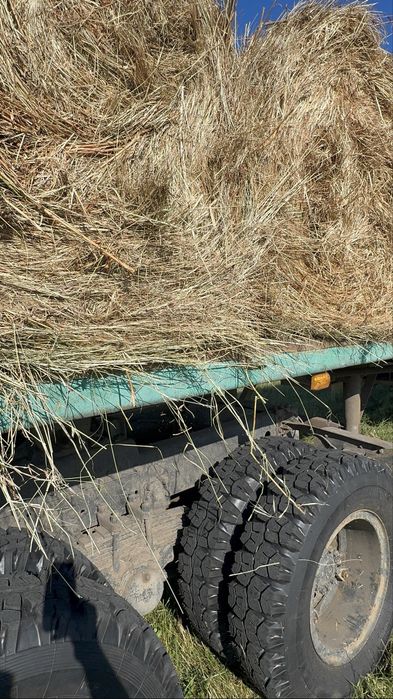 Продам сено луговое шөп рулон