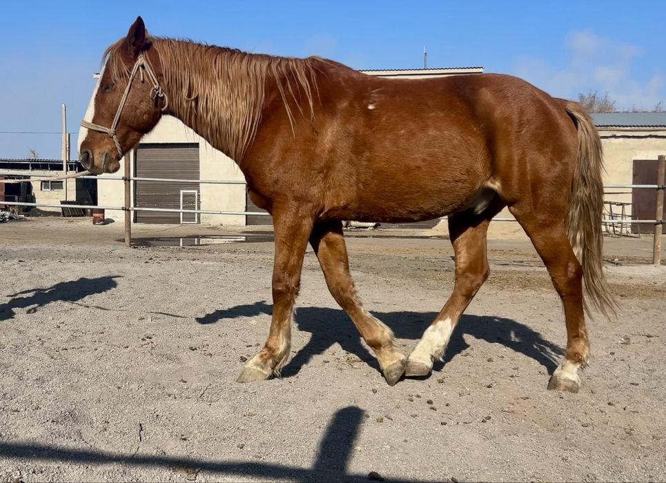 Кустанайский мерин ,  6 лет , под седло