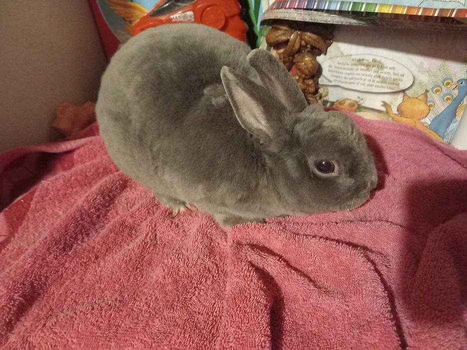 Iepuras REX Pitic Iepure de Companie