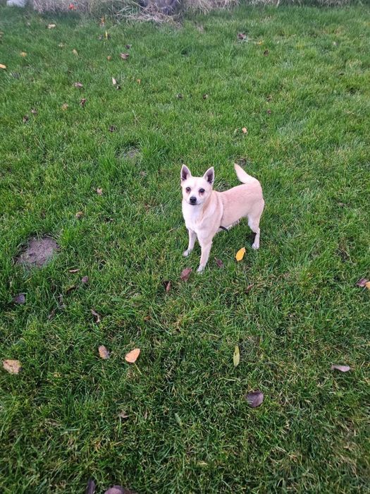 Малко кученце търси дом