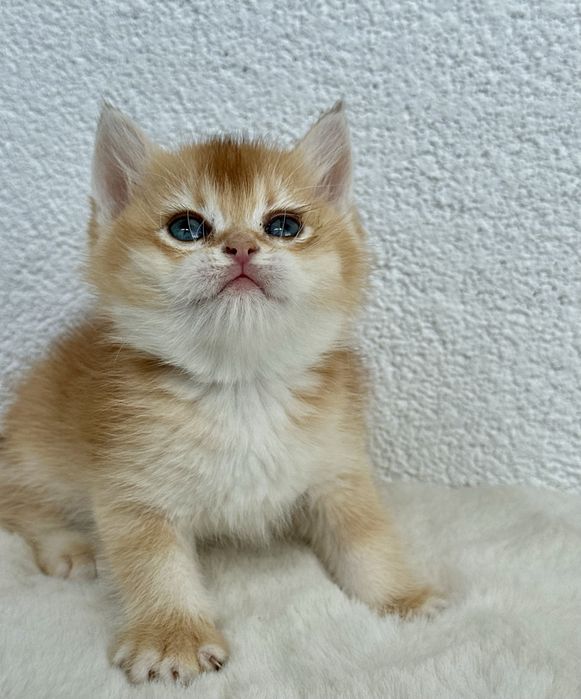 Fetita british shorthair chinchilla golden superba! Pedigree