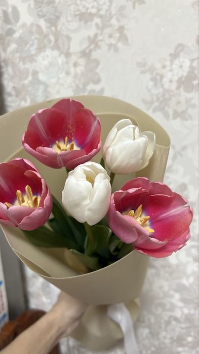 Продам срочно тюльпаны