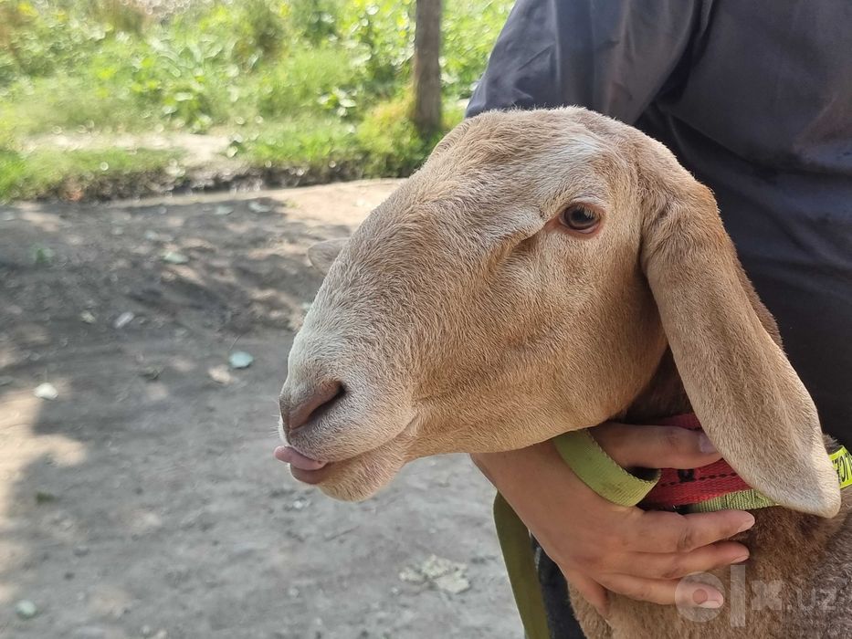 Arashan zoti, sifatli, baquvvat, sog'lom, qo'chqorlar sotiladi