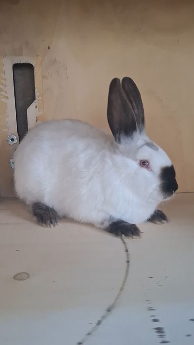 Калифорний самец