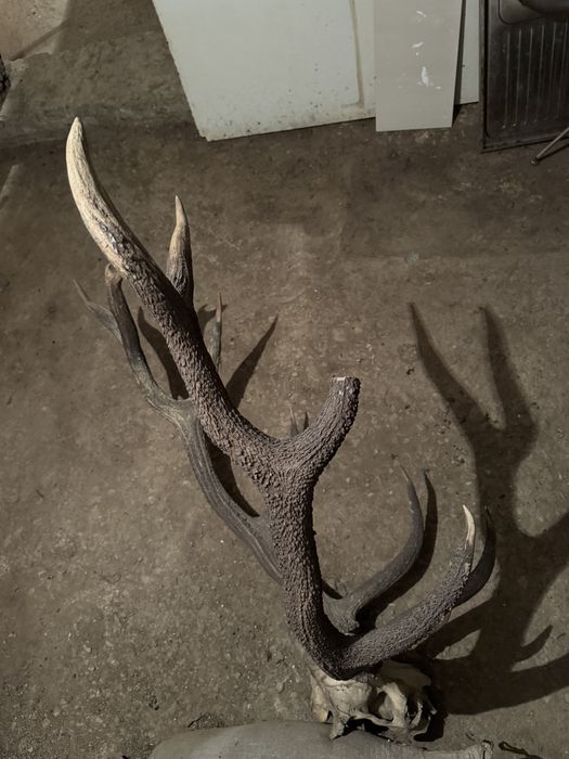 Trofeu coarne de cerb