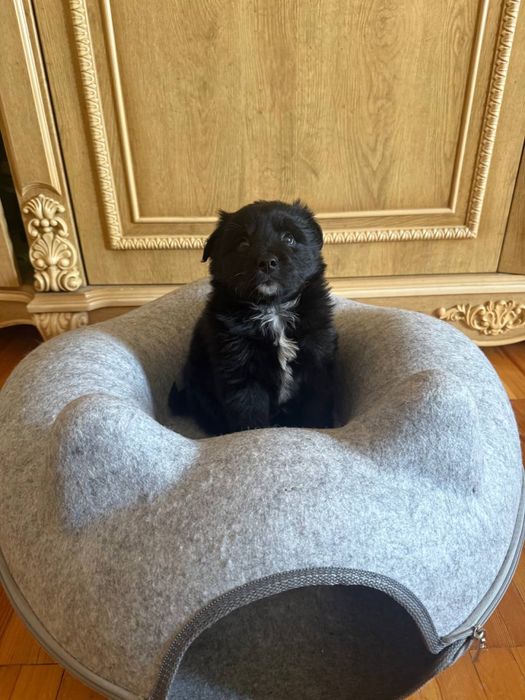 Самый красивый щенок в добрые руки