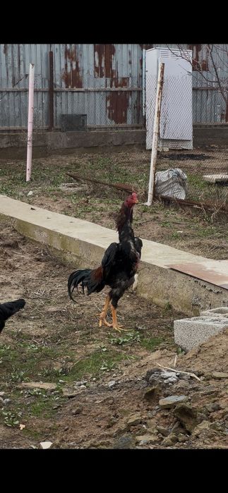 Дакан Кареис зат