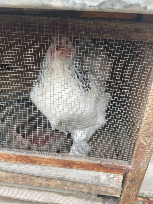 Brama tovuq  sotiladi