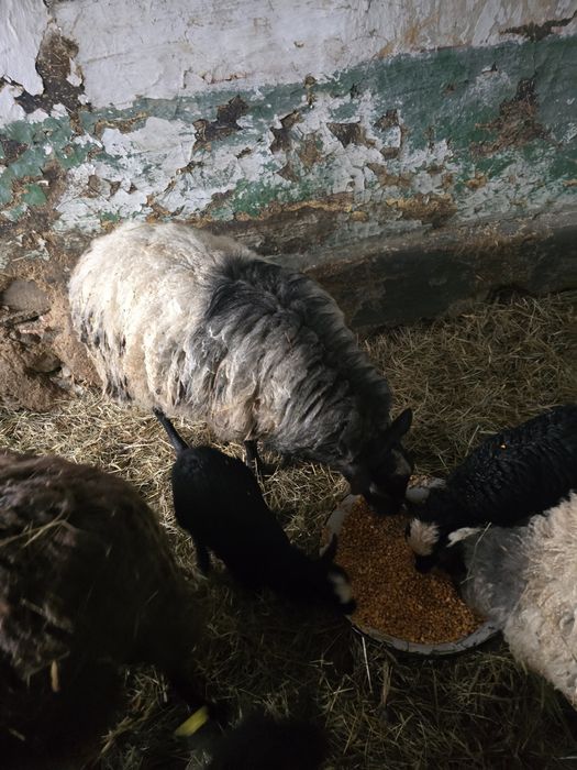 Berbec Romanov de vânzare