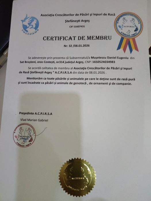 Vând 20 de pui australorp