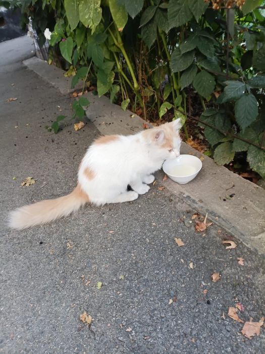 Отдам котенка в добрые руки