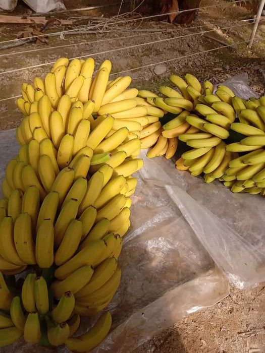 kivi banan guvava arbuts  zaytun  papaya