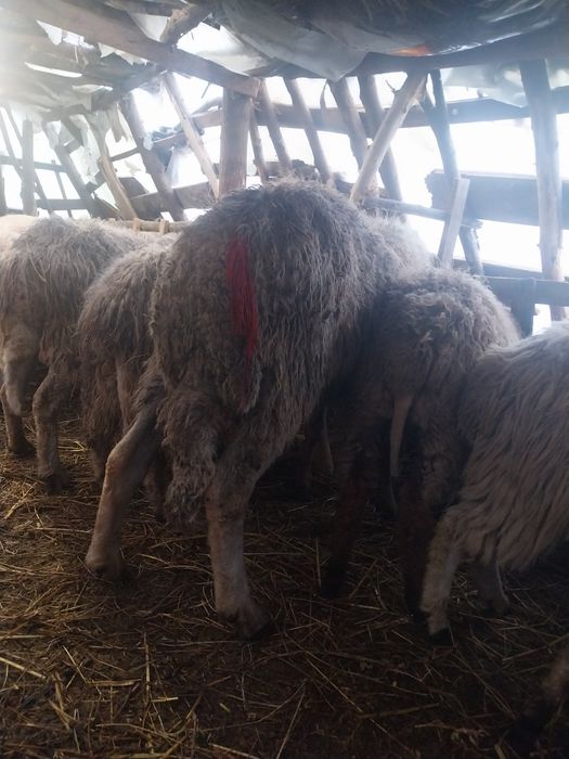 Vând berbec s-au schimb pe oi