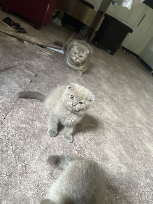 Котята чистокровные