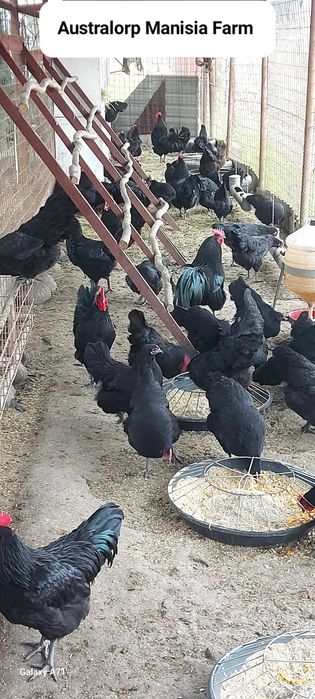 Oua Australorp negru