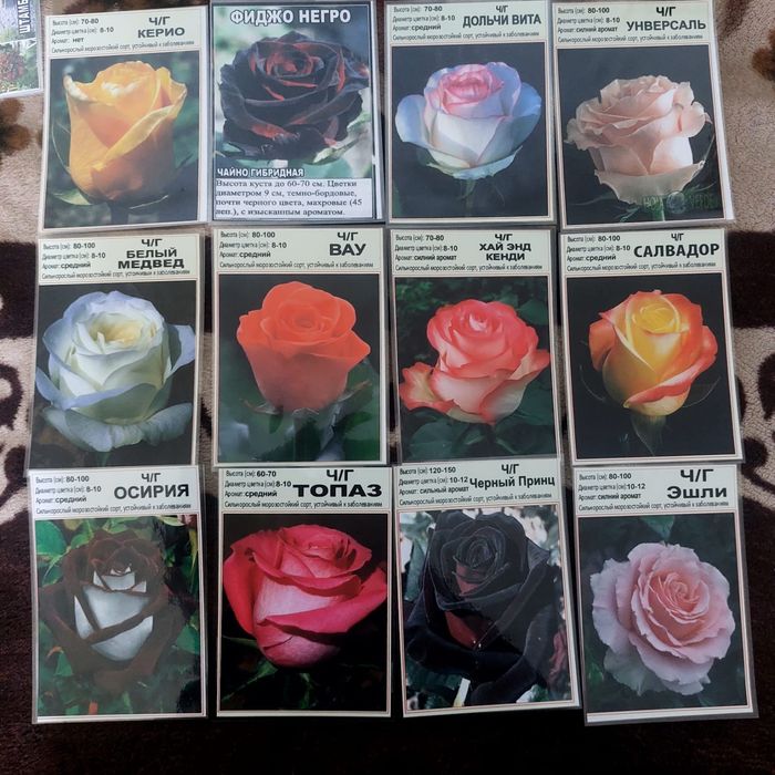 Куставые розы сорт20+