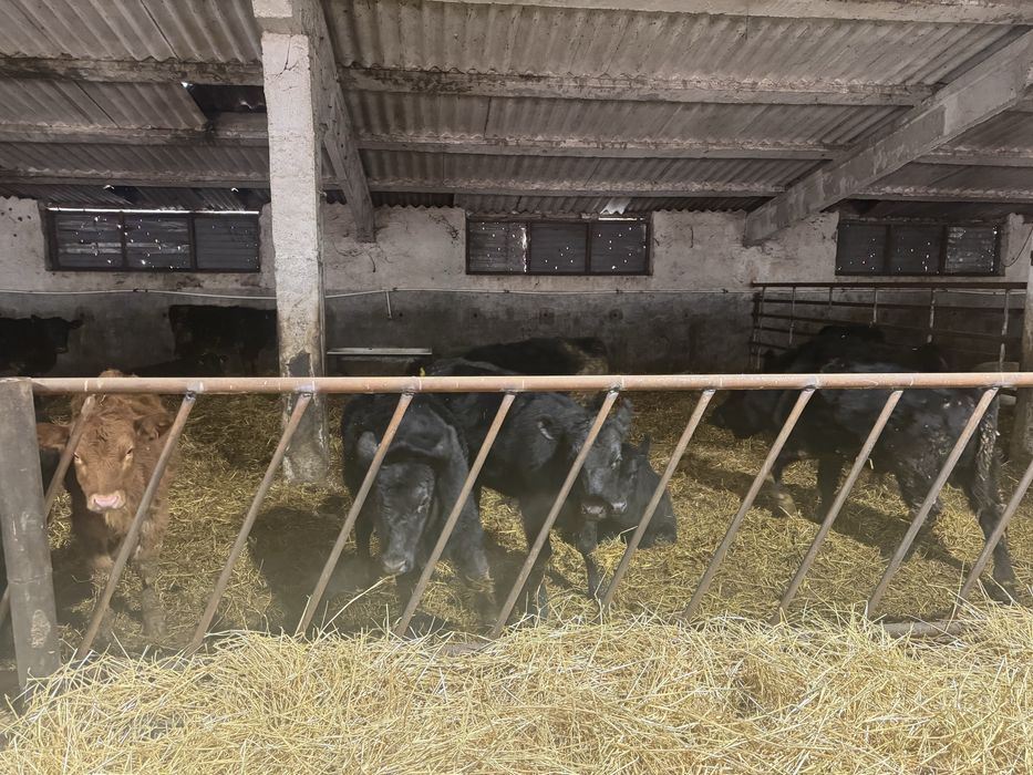 De vinzare vitei si vitele 30-35 bucati