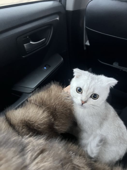 Продаётся шотландский вислоухий котик