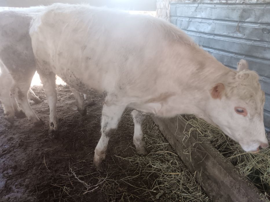 қашарлар сатылады