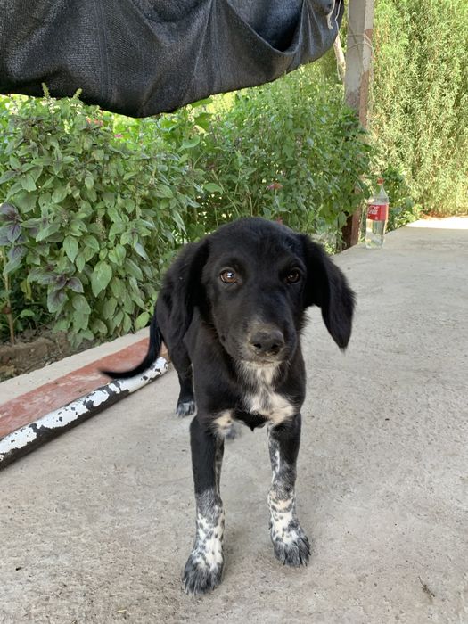 Оходник күшік 2айлық