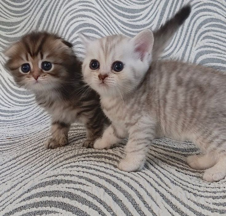 Котята на продажу