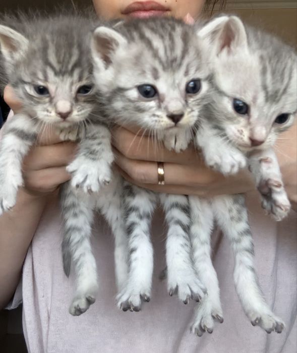 Кошка мысык мысық