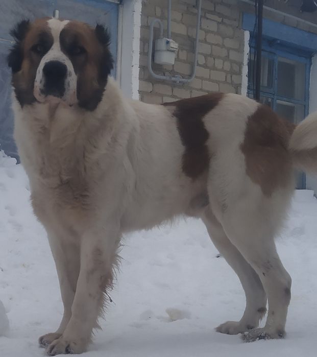 Алабай приглашает на вязку.